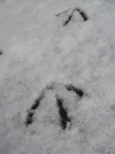 Bird tracks in the snow outside Grigor & Young  Elgin  March 2013