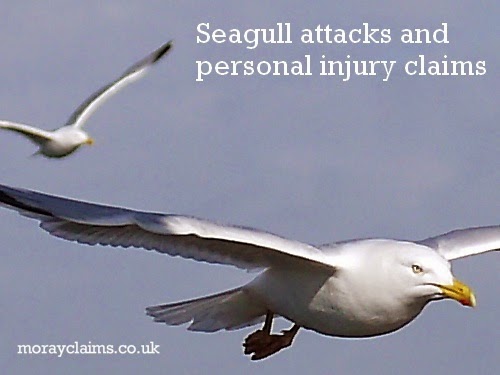 Seagull Attacks and Personal Injury Claims