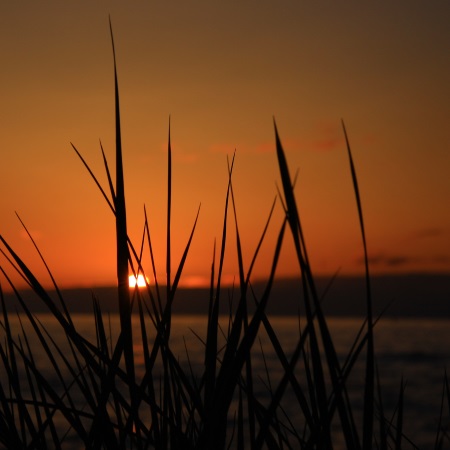 Marram Grass at Sunset, West Beach, Lossiemouth, Moray